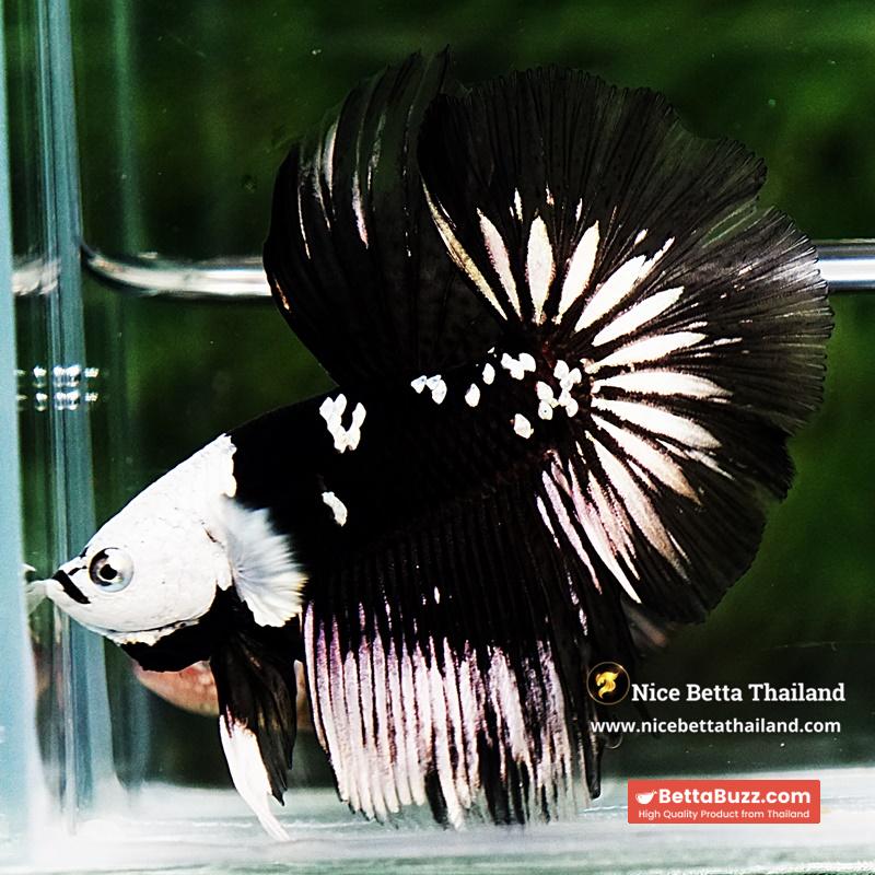Betta fish Killer Shadow Black Star Full Helmet Samurai (Ultra Rare) HM - Image 7