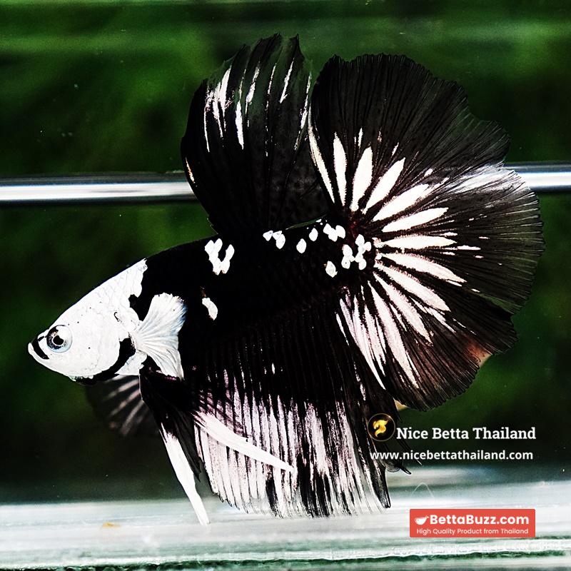 Betta fish Killer Shadow Black Star Full Helmet Samurai (Ultra Rare) HM - Image 3