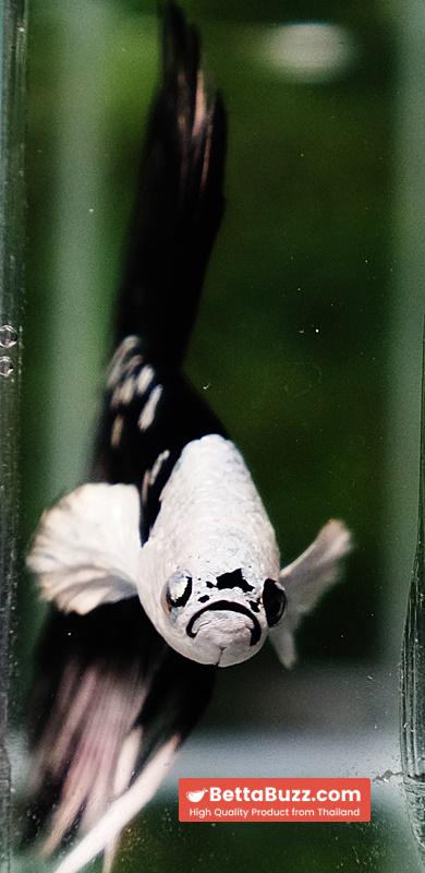 Betta fish Killer Shadow Black Star Full Helmet Samurai (Ultra Rare) HM - Image 9