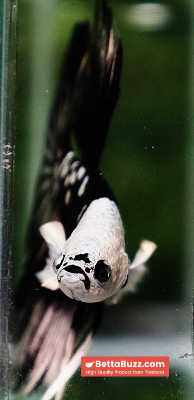 Betta fish Killer Shadow Black Star Full Helmet Samurai (Ultra Rare) HM - Image 10