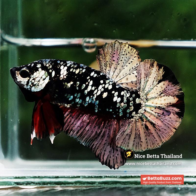 Betta Fish The Dark Nebula Avatar OHMPK - Image 3