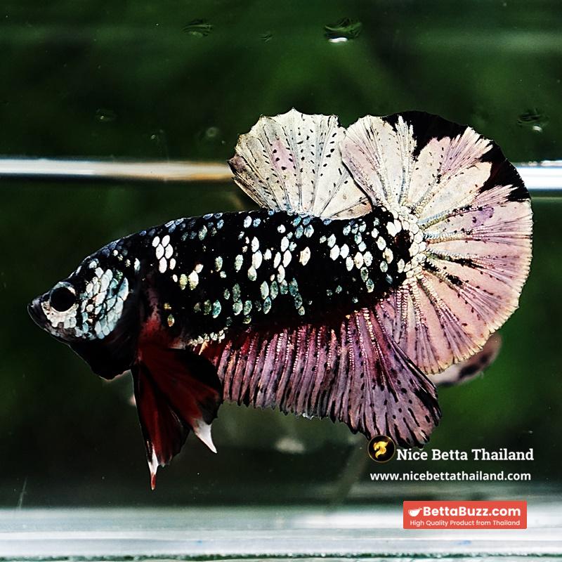 Betta Fish The Dark Nebula Avatar OHMPK - Image 7