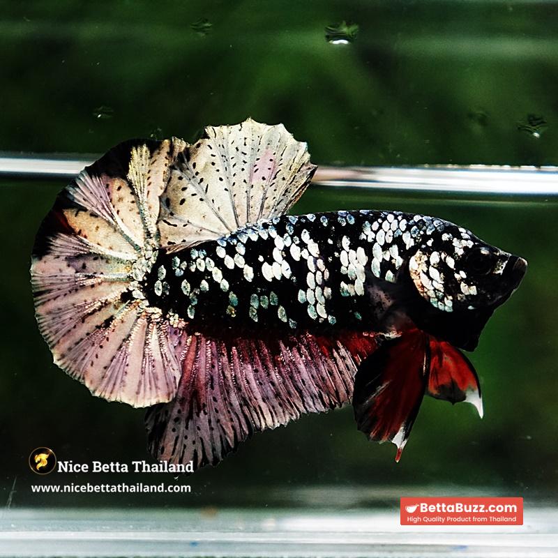 Betta Fish The Dark Nebula Avatar OHMPK - Image 6