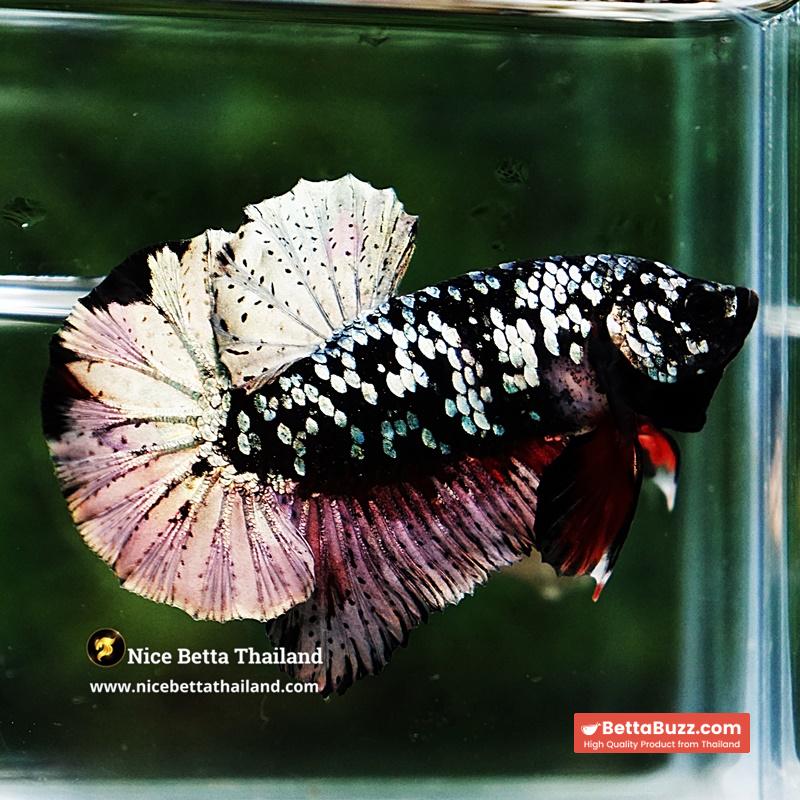 Betta Fish The Dark Nebula Avatar OHMPK - Image 2