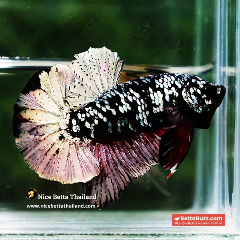 Betta Fish The Dark Nebula Avatar OHMPK - Image 5