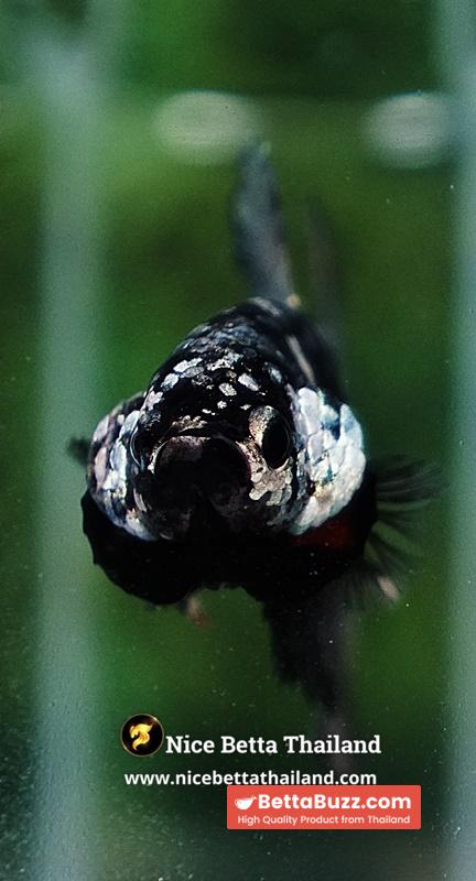Betta Fish The Dark Nebula Avatar OHMPK - Image 8
