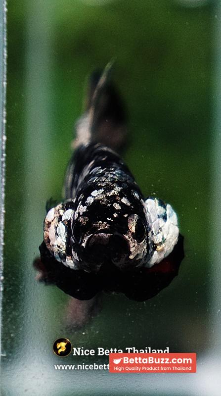 Betta Fish The Dark Nebula Avatar OHMPK - Image 9