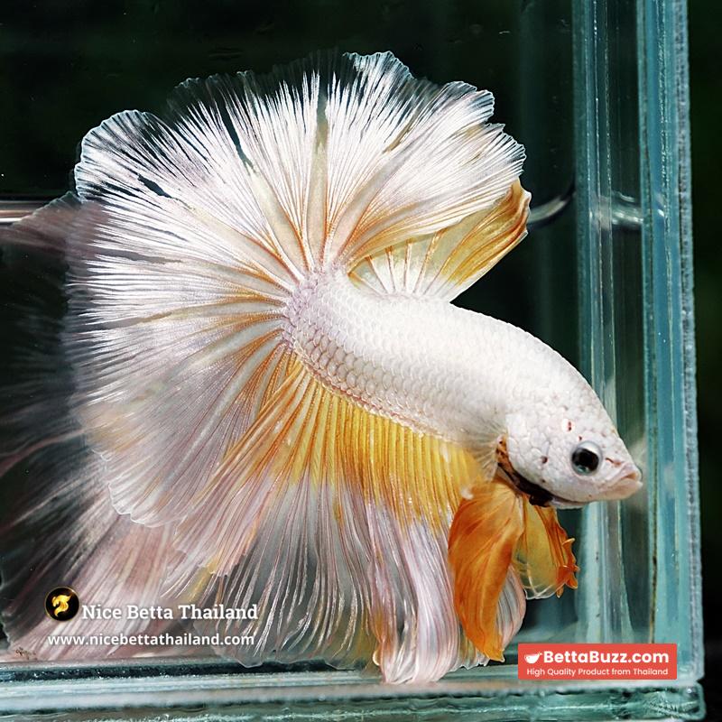Betta Fish Gold Dragon Butterfly Hawk Rosetail OHM - Image 4