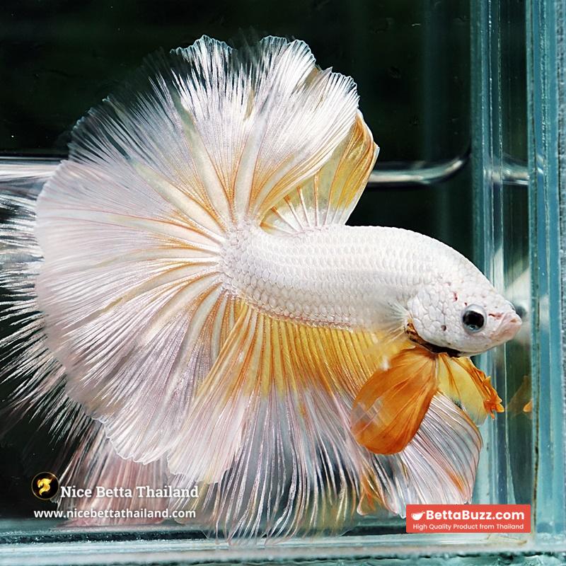 Betta Fish Gold Dragon Butterfly Hawk Rosetail OHM - Image 6
