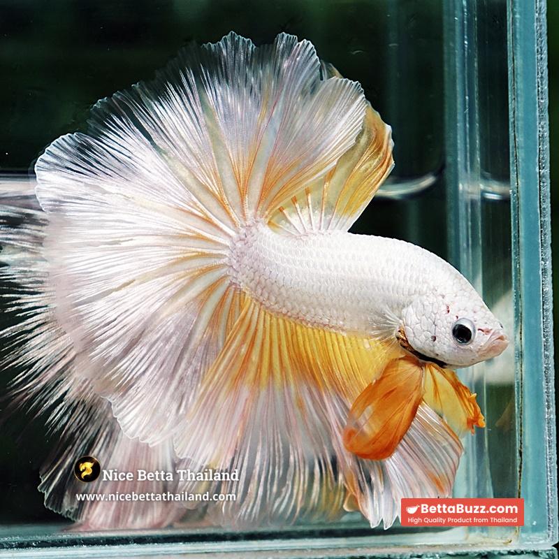 Betta Fish Gold Dragon Butterfly Hawk Rosetail OHM - Image 2