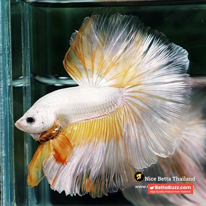 Betta Fish Gold Dragon Butterfly Hawk Rosetail OHM - Image 3