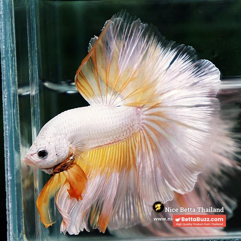 Betta Fish Gold Dragon Butterfly Hawk Rosetail OHM - Image 5