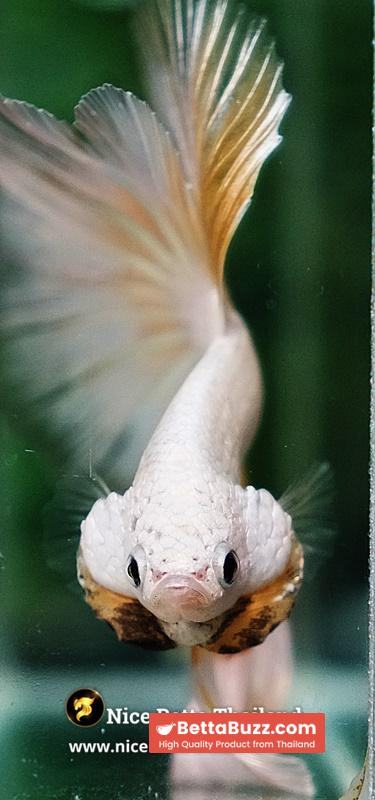 Betta Fish Gold Dragon Butterfly Hawk Rosetail OHM - Image 7