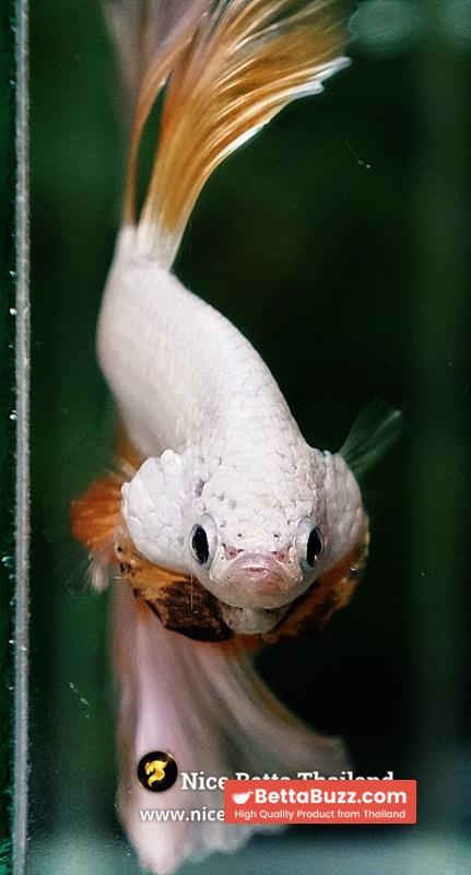 Betta Fish Gold Dragon Butterfly Hawk Rosetail OHM - Image 8