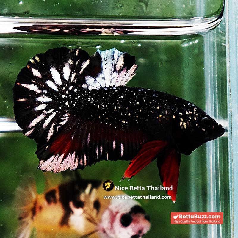 Betta Fish The Dark Nebula Avatar OHMPK - Image 2