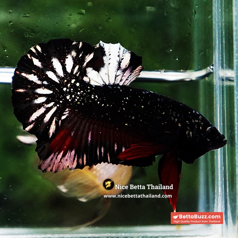 Betta Fish The Dark Nebula Avatar OHMPK - Image 4