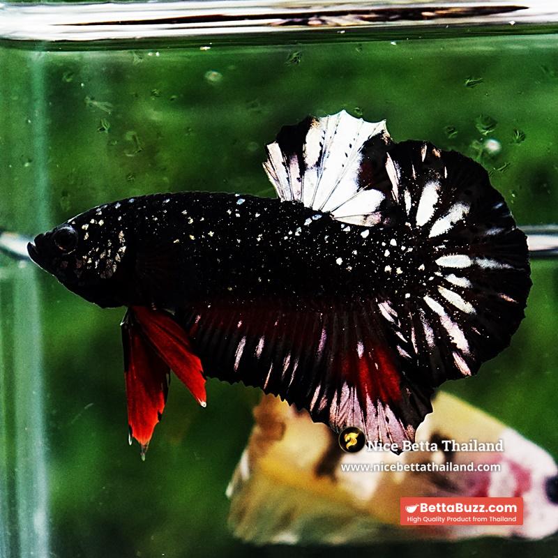 Betta Fish The Dark Nebula Avatar OHMPK - Image 3