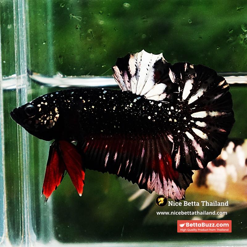 Betta Fish The Dark Nebula Avatar OHMPK - Image 5