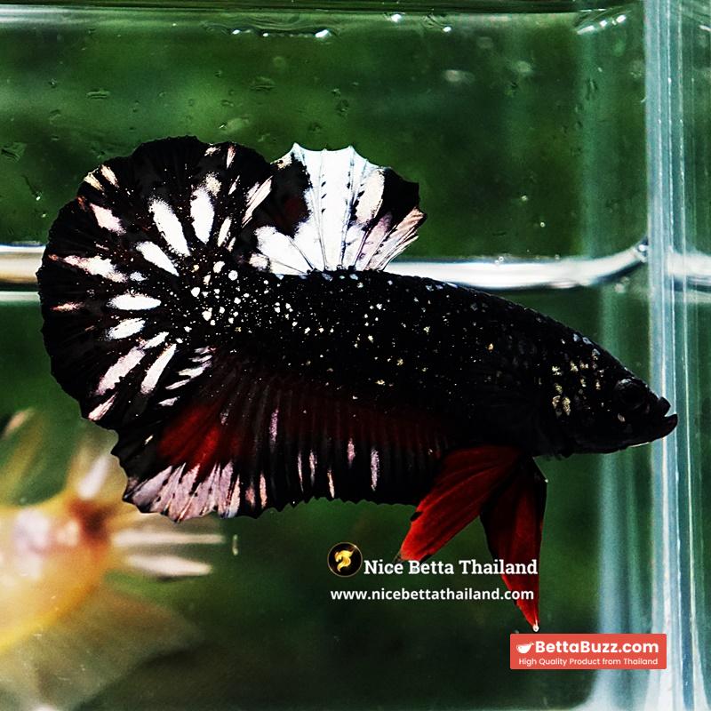 Betta Fish The Dark Nebula Avatar OHMPK - Image 7