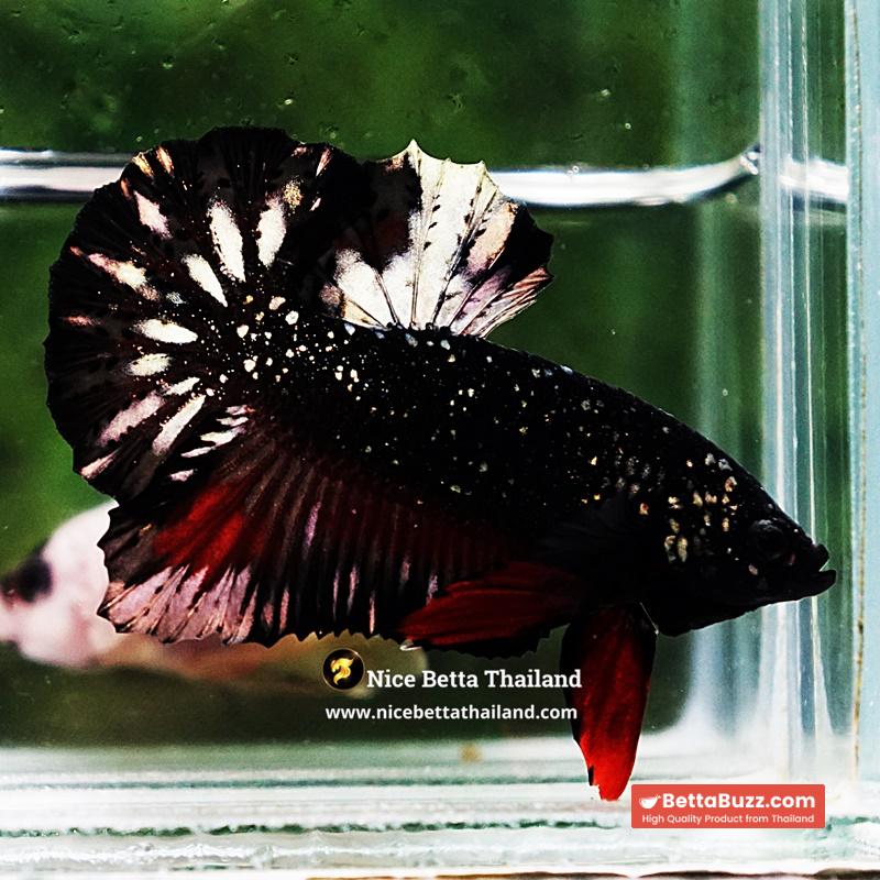 Betta Fish The Dark Nebula Avatar OHMPK - Image 6