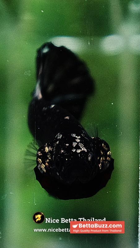 Betta Fish The Dark Nebula Avatar OHMPK - Image 9