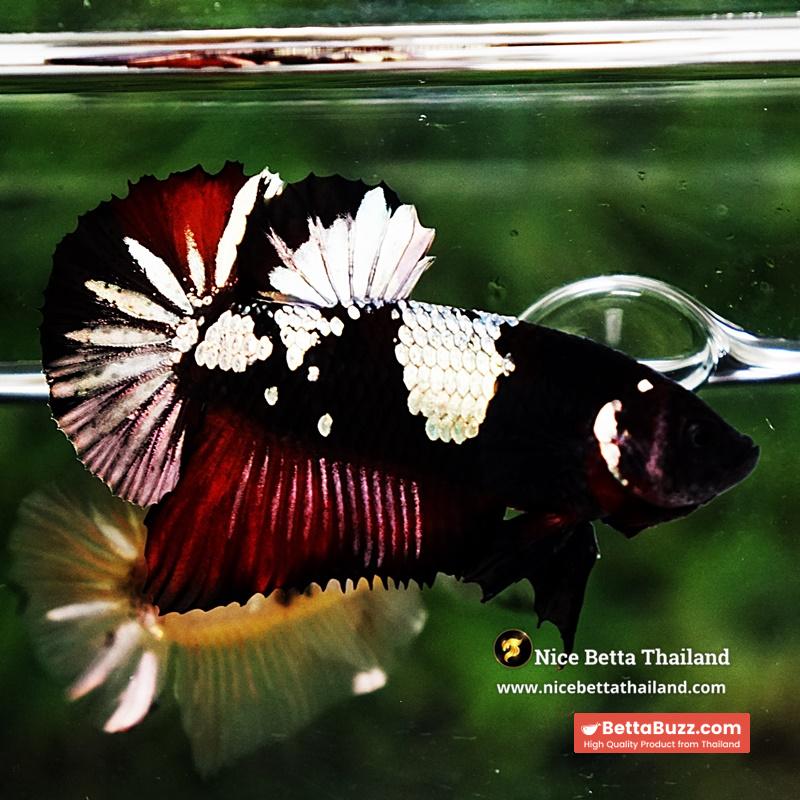 Betta Fish Dark Killer Vampire Warrior HMPK (Ultra Rare) - Image 4