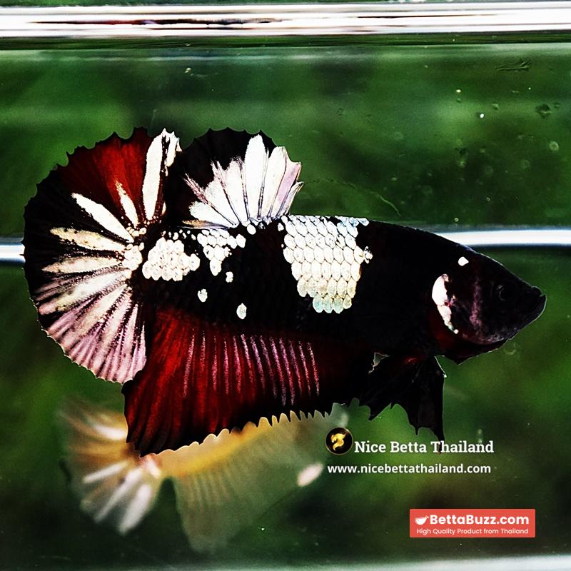 Betta Fish Dark Killer Vampire Warrior HMPK (Ultra Rare) - Image 2