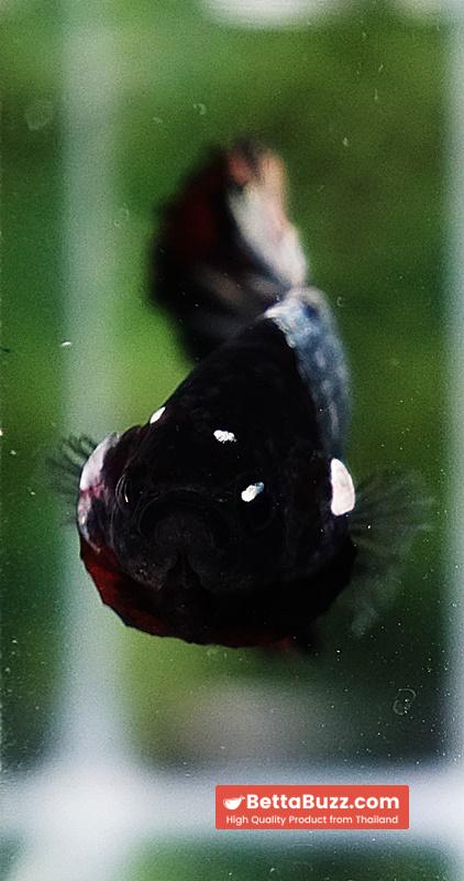 Betta Fish Dark Killer Vampire Warrior HMPK (Ultra Rare) - Image 7