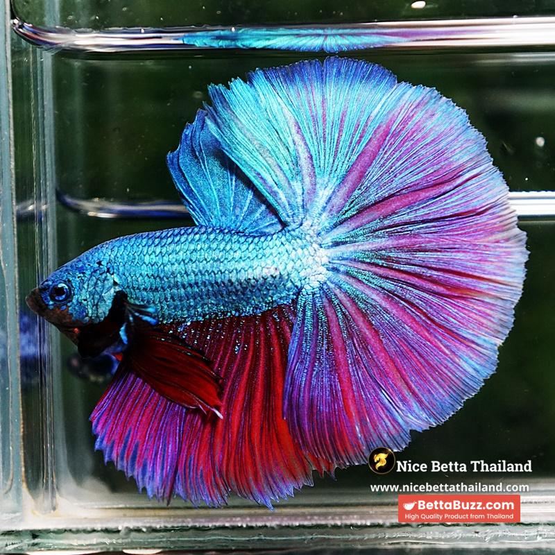 Betta Fish King Purple Emerald Royal Lavender OHM - Image 2