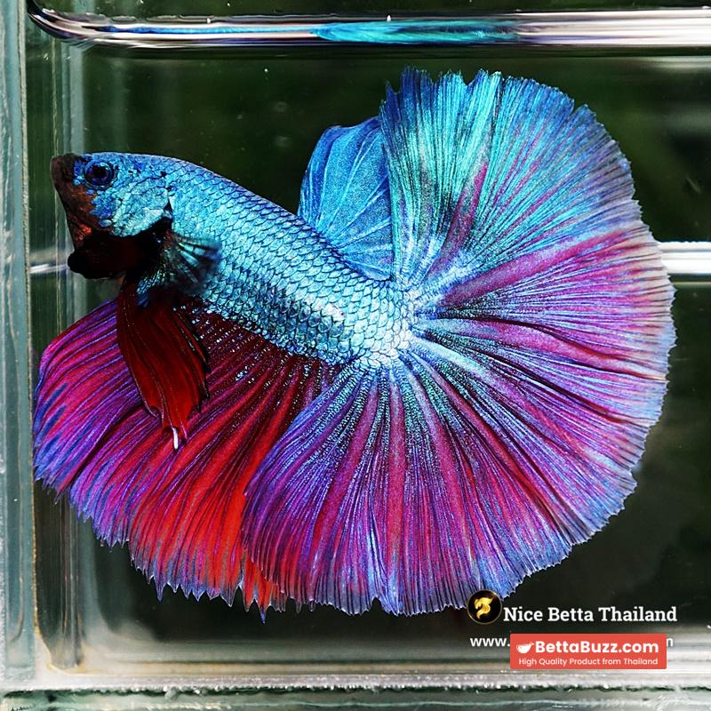 Betta Fish King Purple Emerald Royal Lavender OHM - Image 4