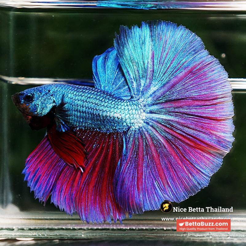 Betta Fish King Purple Emerald Royal Lavender OHM - Image 6