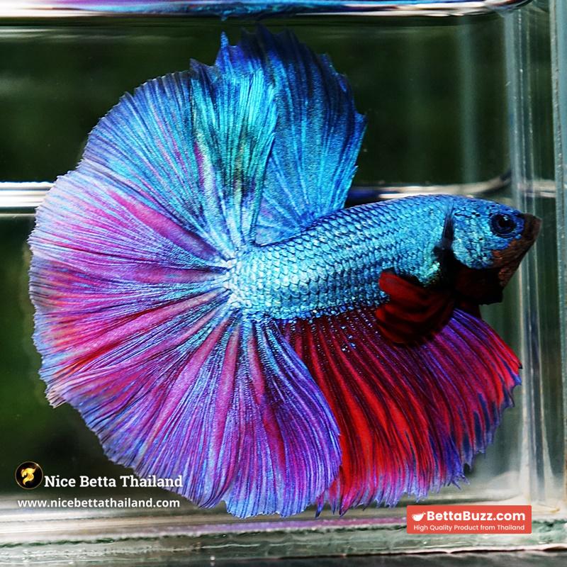 Betta Fish King Purple Emerald Royal Lavender OHM - Image 5