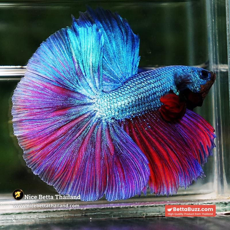 Betta Fish King Purple Emerald Royal Lavender OHM - Image 3