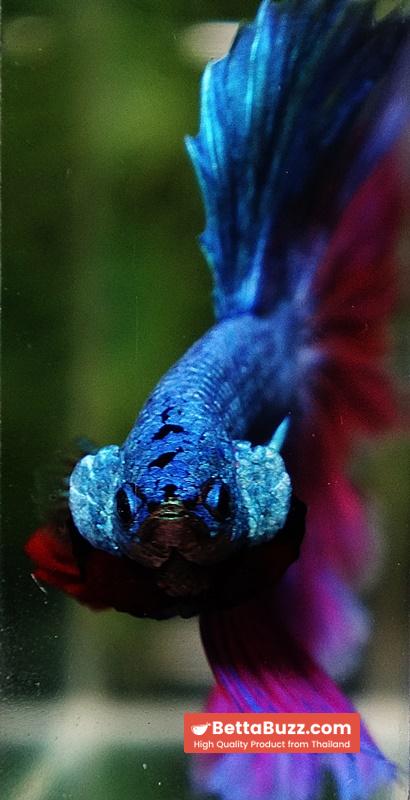 Betta Fish King Purple Emerald Royal Lavender OHM - Image 7