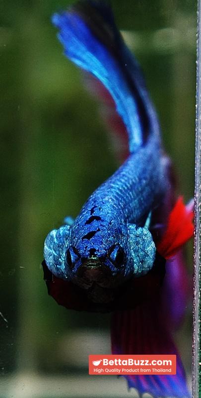 Betta Fish King Purple Emerald Royal Lavender OHM - Image 8