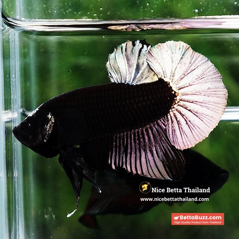 Betta Fish Black Hole Copper Moon Head OHMPK - Image 3