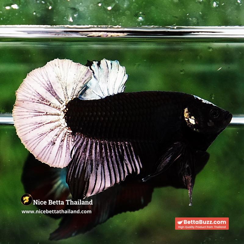 Betta Fish Black Hole Copper Moon Head OHMPK - Image 2