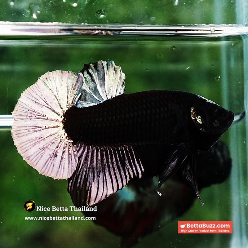 Betta Fish Black Hole Copper Moon Head OHMPK - Image 4