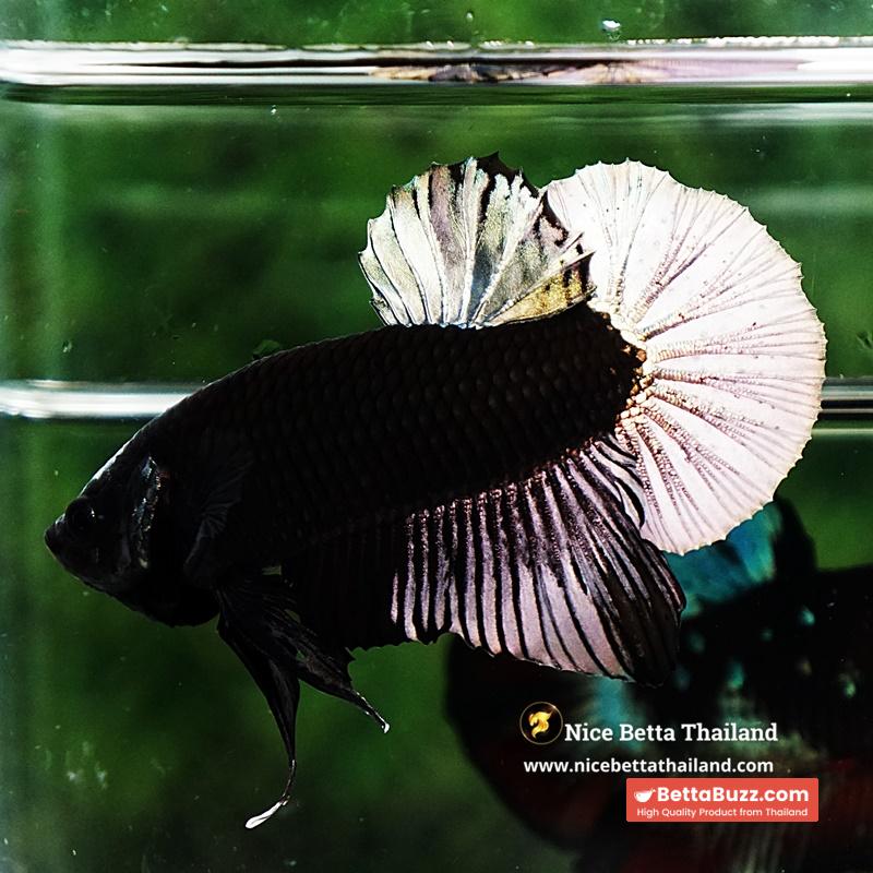 Betta Fish Black Hole Copper Moon Head OHMPK - Image 5
