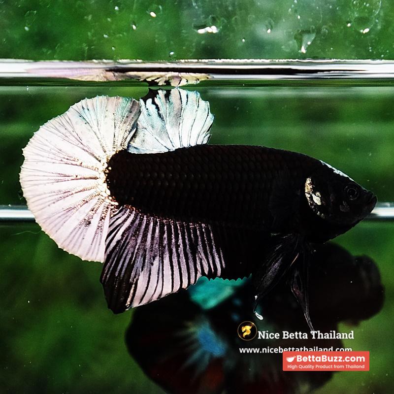 Betta Fish Black Hole Copper Moon Head OHMPK - Image 6