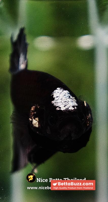 Betta Fish Black Hole Copper Moon Head OHMPK - Image 7
