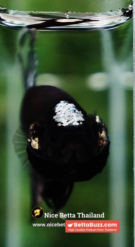 Betta Fish Black Hole Copper Moon Head OHMPK - Image 8