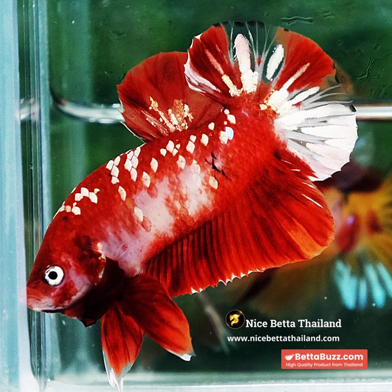 Betta Fish Koi Red Gold Galaxy HMPK
