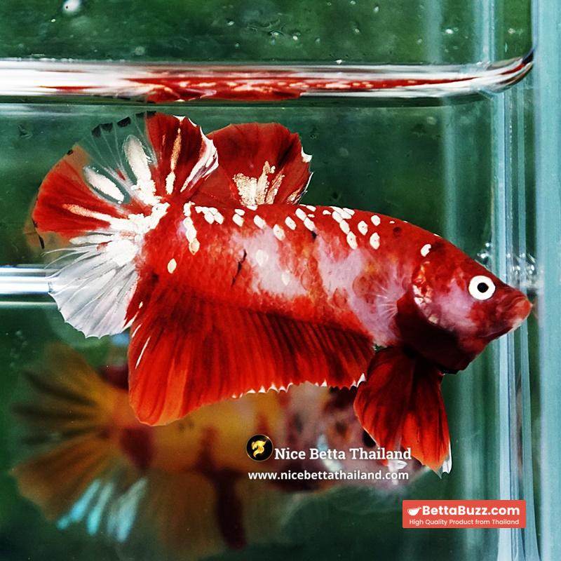 Betta Fish Koi Red Gold Galaxy HMPK - Image 5