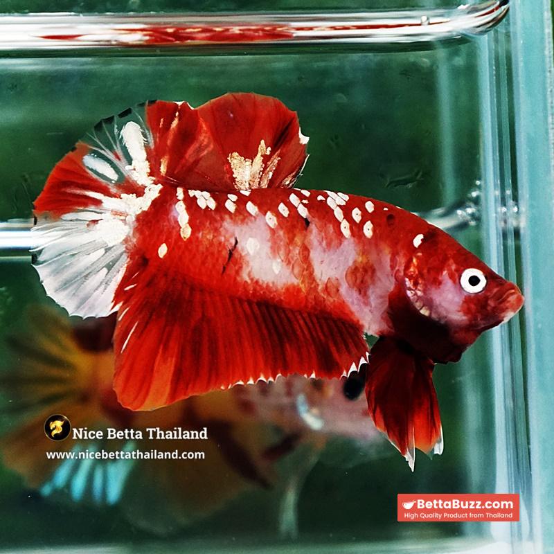 Betta Fish Koi Red Gold Galaxy HMPK - Image 3