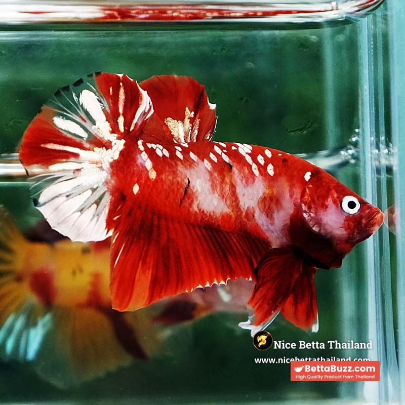 Betta Fish Koi Red Gold Galaxy HMPK - Image 6