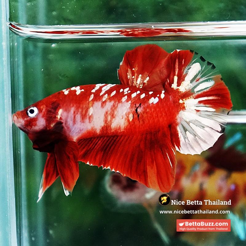 Betta Fish Koi Red Gold Galaxy HMPK - Image 4