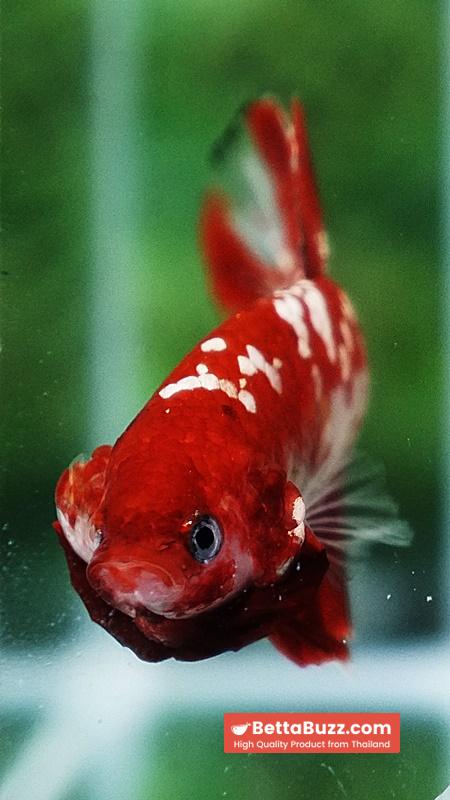 Betta Fish Koi Red Gold Galaxy HMPK - Image 7