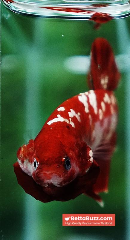 Betta Fish Koi Red Gold Galaxy HMPK - Image 8
