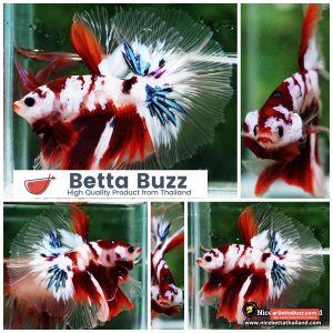 Betta Fish Koi Galaxy Sky Hawk OHM